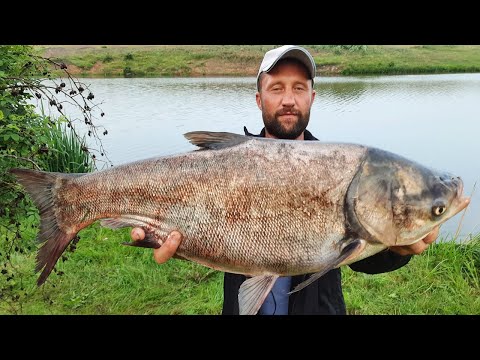 Видео: ЭТО ЖЕ ОЧЕНЬ И ОЧЕНЬ  БОЛЬШОЙ ТОЛСТОЛОБ на ТЕХНОПЛАНКТОН  ловля толстолобика рыбалка на толстолобика