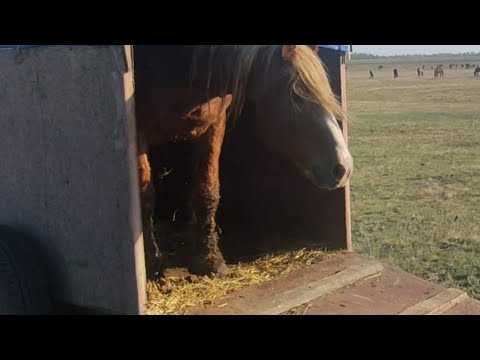 Видео: Табун встречает Суффикса.| Нerd meets stallion