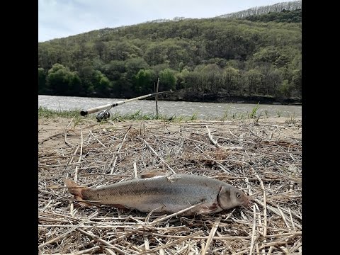 Видео: ТЕРЕХОВКА-СУЙФУН