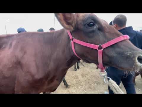 Видео: 26.10.2025 👍ОНА БОЛА КСИР ВА БУҒОЗ СИГИР НАРХЛАРИ ГАЙБУ МОЛ БОЗОРИ ЕРТАЛАБГИ НАРХЛАРИ 