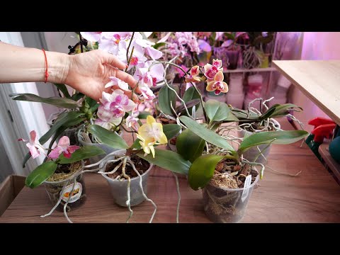 Видео: БОЛЬШАЯ посылка с орхидеями. Прислали орхидеи.