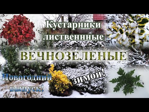 Видео: Вечнозеленые лиственные кустарники моего сада. 30 видов в обзоре.