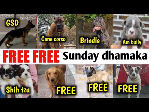 Видео: БЕСПЛАТНО БЕСПЛАТНО | кане-корсо | ши-тцу | немецкая овчарка | американский булли | питбуль | зол...