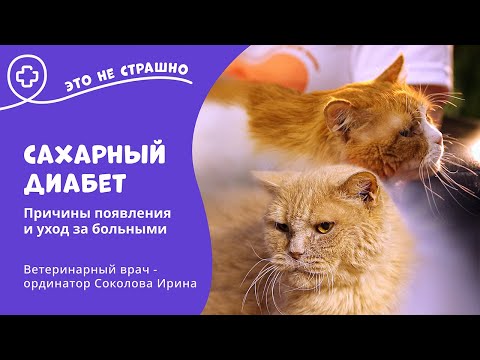 Видео: Это не страшно. Сахарный диабет у кошек и как с этим жить.