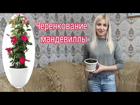 Видео: Дипладения. Черенкование мандевиллы. Размножение. Неприхотливый сад