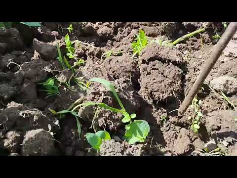 Видео: Роторный окучник. Результаты 3го окучивания 25г.