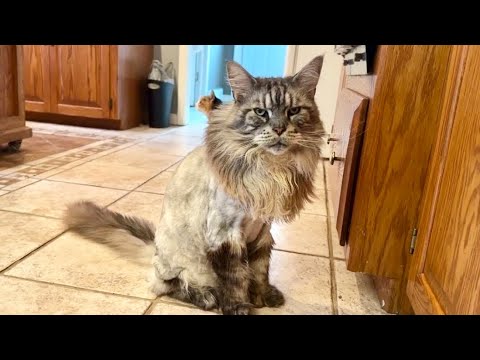 Видео: У полидактильного кота лишняя нога? 😲