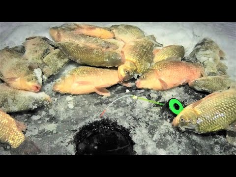 Видео: Тут ловят МЕШКАМИ... КРУПНЯК РВЁТ МОРМЫШКИ!! Зимняя рыбалка на крупного карася