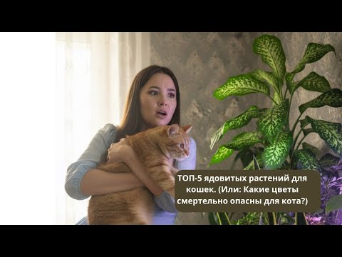 Видео: Скрытая угроза: Эти цветы УБЬЮТ вашу кошку!