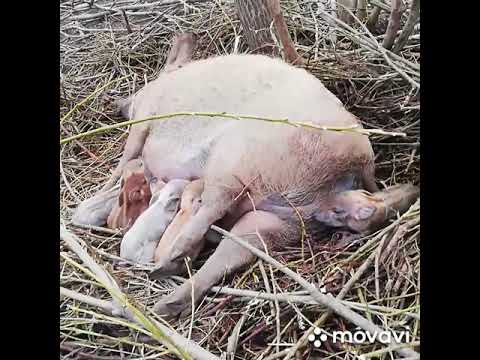 Видео: Мангалица, опорос.