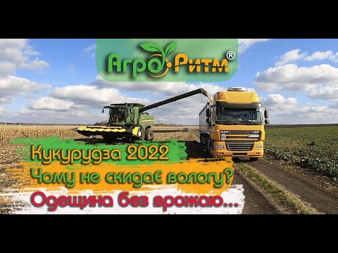 Видео: ОДЕЩИНА БЕЗ КУКУРУДЗИ-ЗГОРІЛА.ЧОМУ НЕ СКИДАЄ ВОЛОГУ?ТЕХНОЛОГІЯ ВИРОЩУВАННЯ.