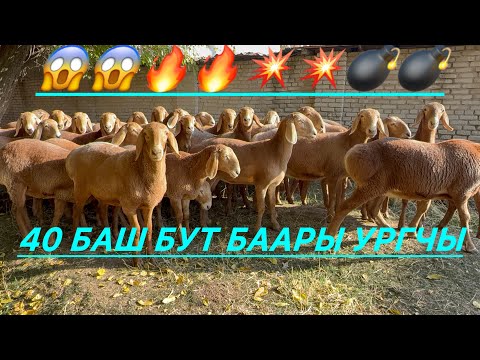 Видео: 40 баш майский ургачы арашан козулар срочна сатылат +996771877777