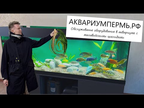Видео: Обслуживаем внешние фильтры FLUVAL FX6 и OASE biomaster 850 в аквариуме с малавийцами в Соликамске