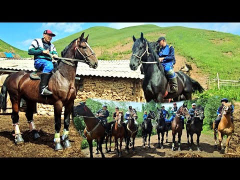 Видео: Жеребцы Абинбая очень популярны 💥💥💥
