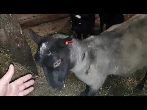 Видео: Часть 25 Содержание, кормление, разведение романовской овцы.