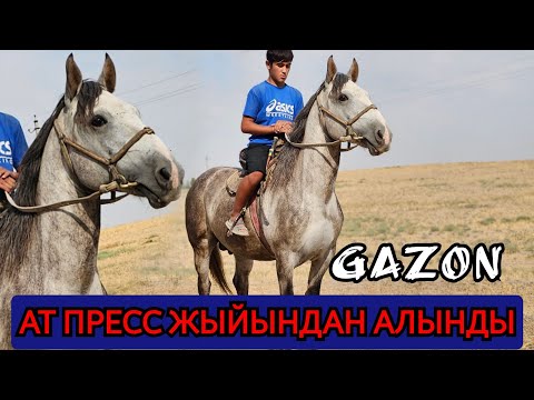 Видео: ГАЗОН түтөгөн ПРЕЕС ЖЫЙЫНДА АТ АЛЫНДЫ