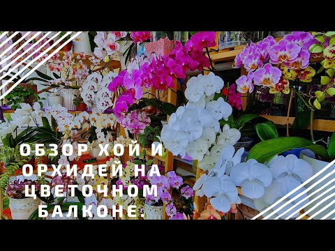 Видео: Путешествуем по сортам орхидей и хой на балконе.Живописные сорта: Легенда,Каппучино,Чёрная Молния.
