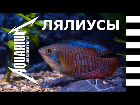 Видео: Лялиусы и все о них: виды, содержание, разведение!