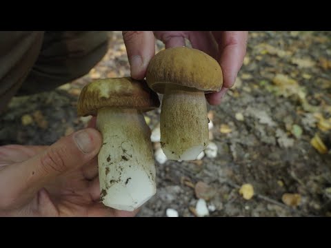 Видео: Грибы белые, журавли серые, опята пеньковые, осенние