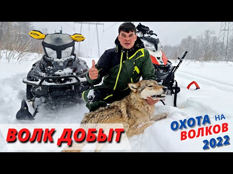 Видео: Ранчо на Урале/Наконец то Добыли Волка/Вернули домой Лошадей из лесу/Охота 2022