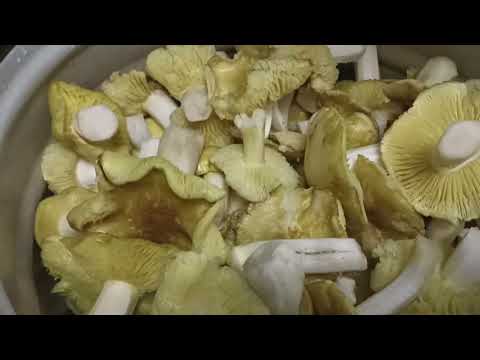 Видео: ГРИБАЛКА, ТАКОГО МЫ НЕ ОЖИДАЛИ УВИДЕТЬ 🍄🍄‍🟫