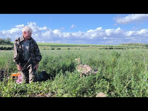Видео: С орлами в Татарстан (часть 3)