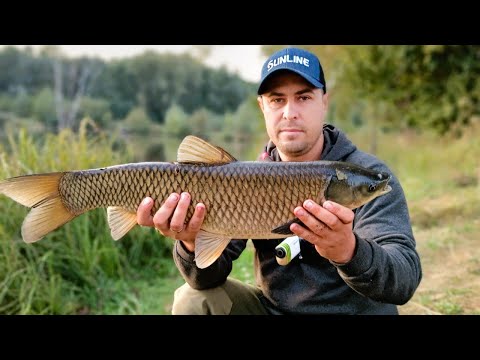 Видео: Осінній Жор. Ловля Амура і Коропа