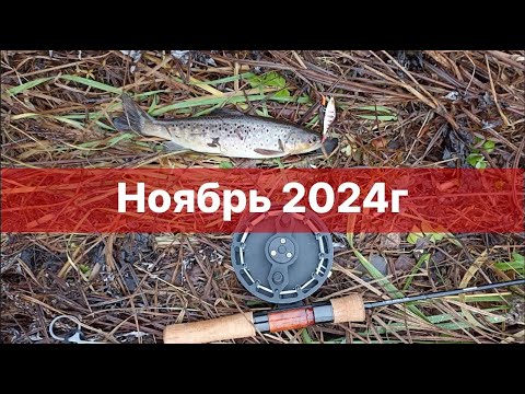 Видео: Ноябрь 2024 г. Хариус - форель