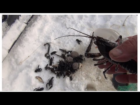 Видео: Где раки зимуют!? Ловим раков зимой.