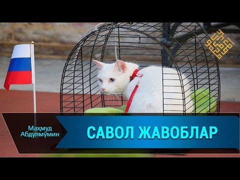 Видео: ҚАЛТИС САВОЛЛАРГА ЖАВОБЛАР/ SAVOLLARGA JAVOBLAR