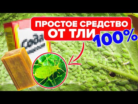 Видео: КАК БОРОТЬСЯ С ТЛЕЙ? САМЫЕ ДЕЙСТВЕННЫЕ СРЕДСТВА ОТ ТЛИ