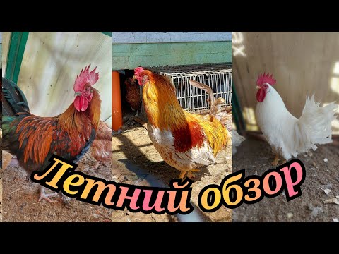 Видео: ОБЗОР ХОЗЯЙСТВА / ИНДЮКИ И ЖАРА / МУЛАРДЫ - ВСЁ