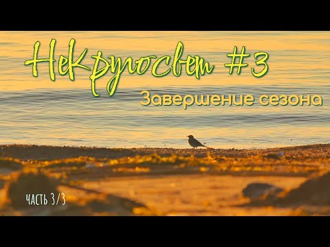 Видео: НеКругосвет #3, часть 3/3: Пляжные птички и дорога на станцию. Завершение этого сезона.