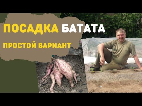 Видео: Посадка батата Мой бюджетный вариант