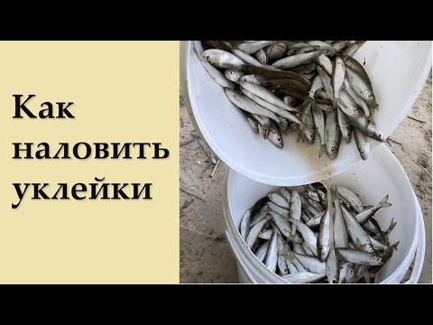 Видео: Как наловить много уклейки верховодка, себель)