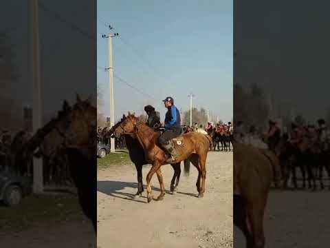 Видео: Петровка Айылы той ,Аламан Петровка айылына буйруду 27.02.22