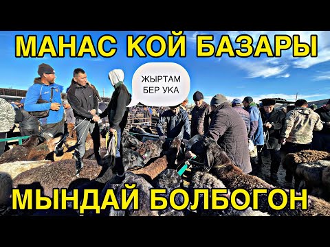 Видео: Жалала абад Кой базары ЭЧКИ КУЛАГЫН ЬИШТЕП😅 ыйлады #кыргызстан #жалалабадмалбазары