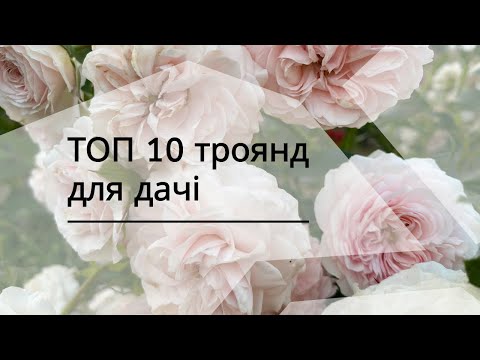 Видео: ТОП 10 сортів троянд для дачі. Потребують мінімального догляду, квітнуть тривало і це ще не все