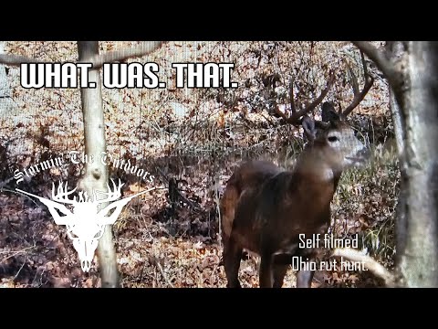 Видео: Пик-Рат, общественная земля Огайо. Невероятная охота!