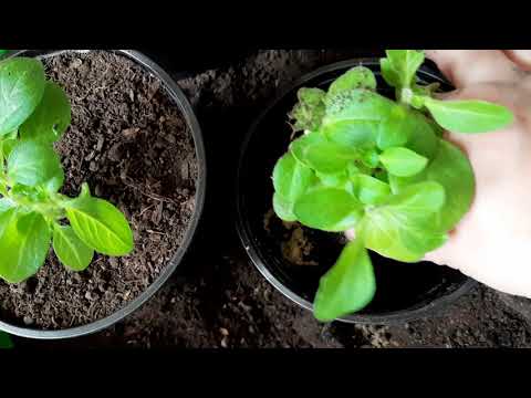 Видео: ПЕТУНИЯ ПРИОБРЕТАЕТ НОВОЕ ЖИЛИЩЕ. ПЕРЕВАЛКА АМПЕЛЬНОЙ ПЕТУНИИ В НОВЫЙ ОБЪЁМ.