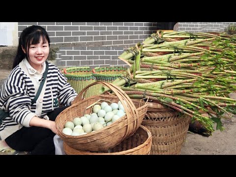 Видео: Самый утомительный день для продажи диких овощей! Поймайте и продайте 50 фунтов диких тигровых пало
