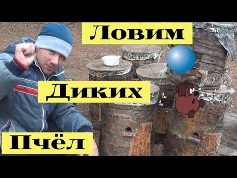 Видео: Раскрываю все секреты поимки диких пчёл #5