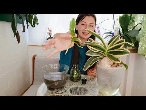 Видео: Размываю Фласку с Экзотическими Вариегатными орхидеями.