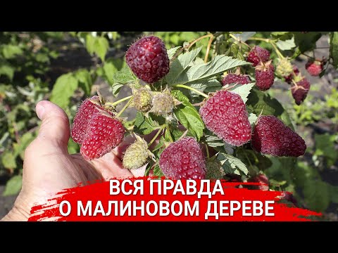 Видео: ВСЯ ПРАВДА О МАЛИНОВОМ ДЕРЕВЕ