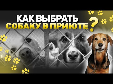 Видео: Как выбрать собаку в приюте