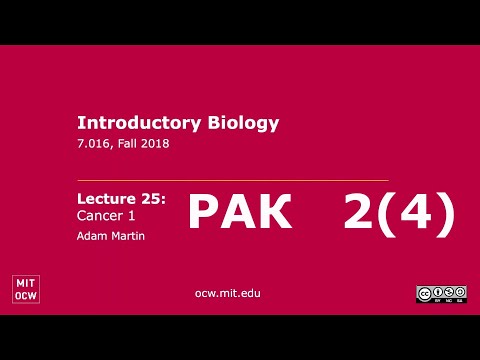 Видео: #25. Рак 2(4). Открытые Лекции MIT. Перевод STAHANOV2000
