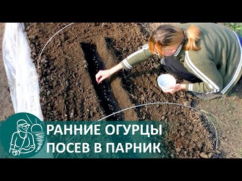 Видео: ☘ Посадка огурцов в парник семенами для получения раннего урожая