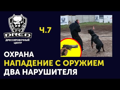 Видео: Охрана хозяина | Нападение с оружием | Два нарушителя | Охрана вещи | Нападение в укрытии