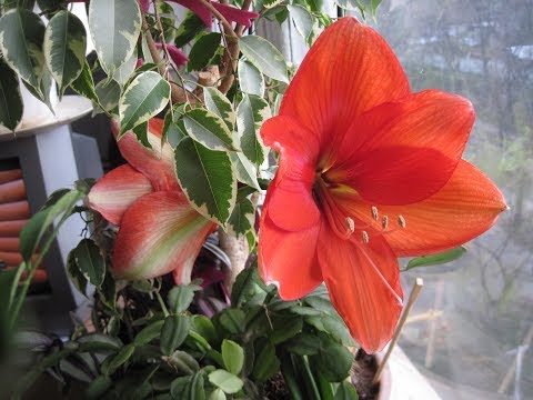 Видео: Как помочь ГИППЕАСТРУМУ войти в период покоя