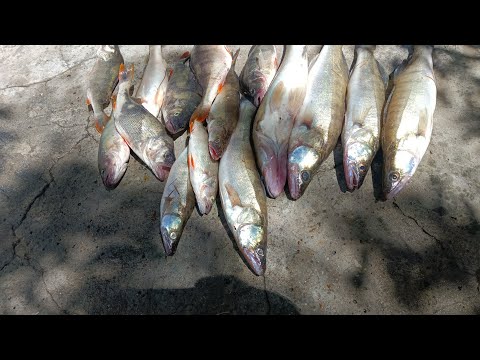 Видео: ЖОР СУДАКА и ОКУНЯ 